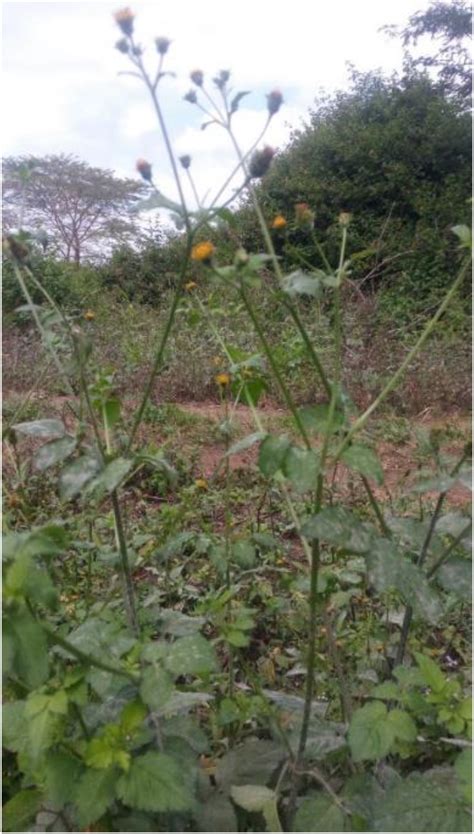 bidens pilosa benefits|A review on the potential of underutilized Blackjack (Biden Pilosa .